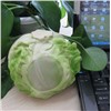 High Quality Vegetables Stereo Speaker